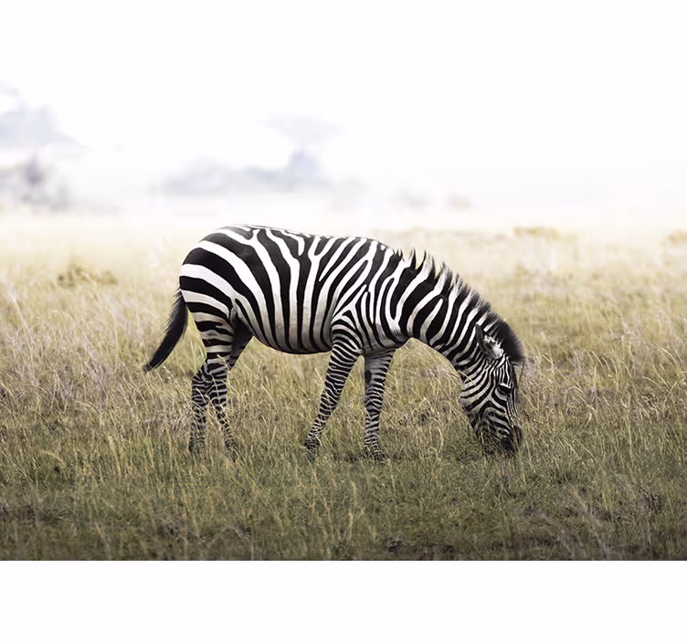 Zebra grazing serenely fototapete z živalmi - TenStickers
