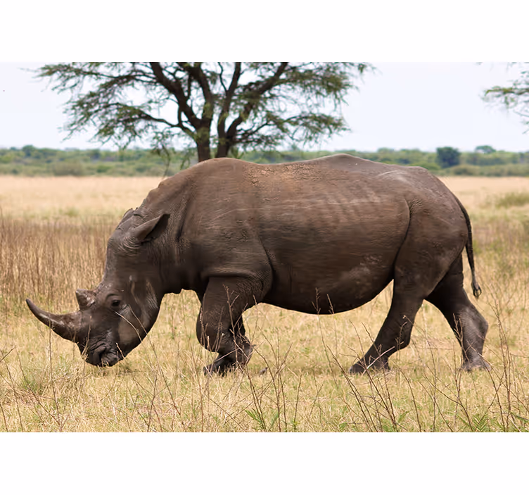Rhino grazing serengeti fototapete z živalmi - TenStickers