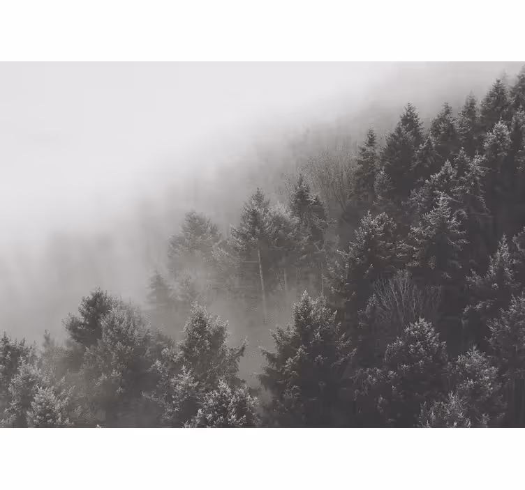 Misty pine landscape fototapeta gozd - TenStickers