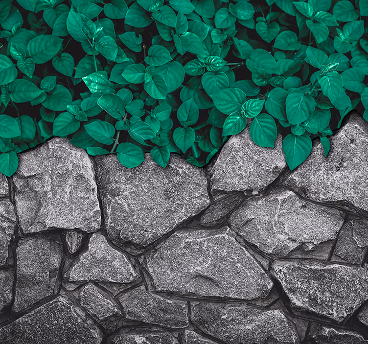 Lush greenery contrast fototapete narava - TenStickers