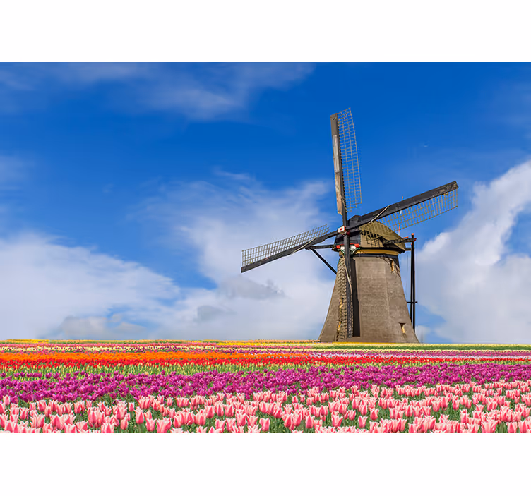Tulipanovo polje vetrnica Fototapeta Amsterdam - TenStickers