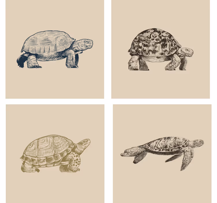 želve risbe bež coaster set - TenStickers