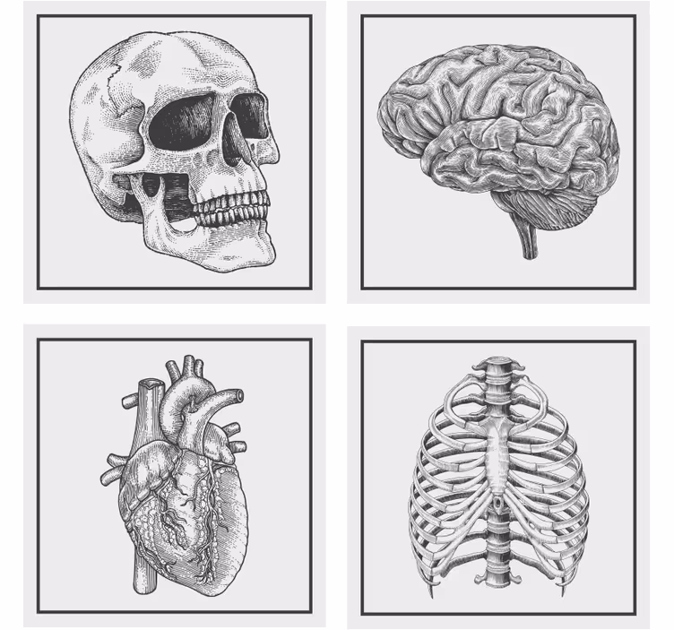 Anatomski lobanja možgani srce okostje podstavek za kozarce - TenStickers