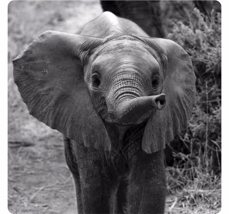 Adorable baby elephant podstavki za kozarce vintage - TenStickers