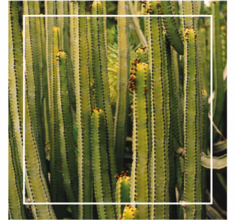 Cactus texture surface podstavki s teksturnim učinkom - TenStickers