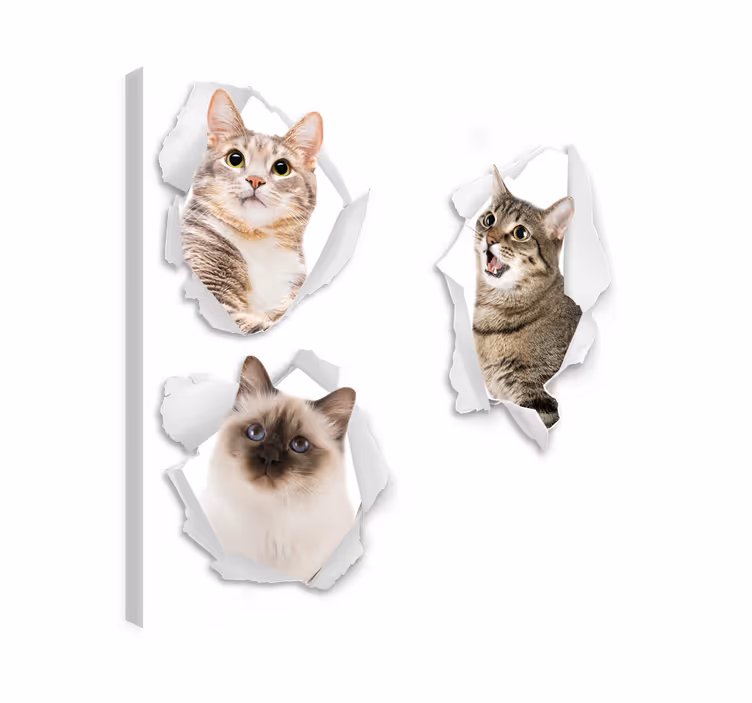 Mačje platno za steno mačke v 3d efektnem slogu - TenStickers