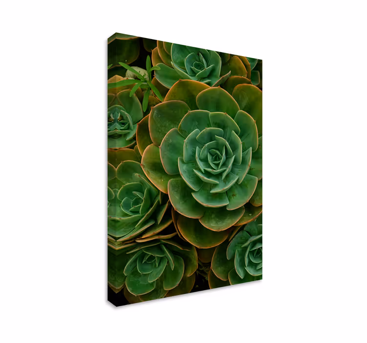 Succulent plant close-up slikarsko platno z rastlinami - TenStickers