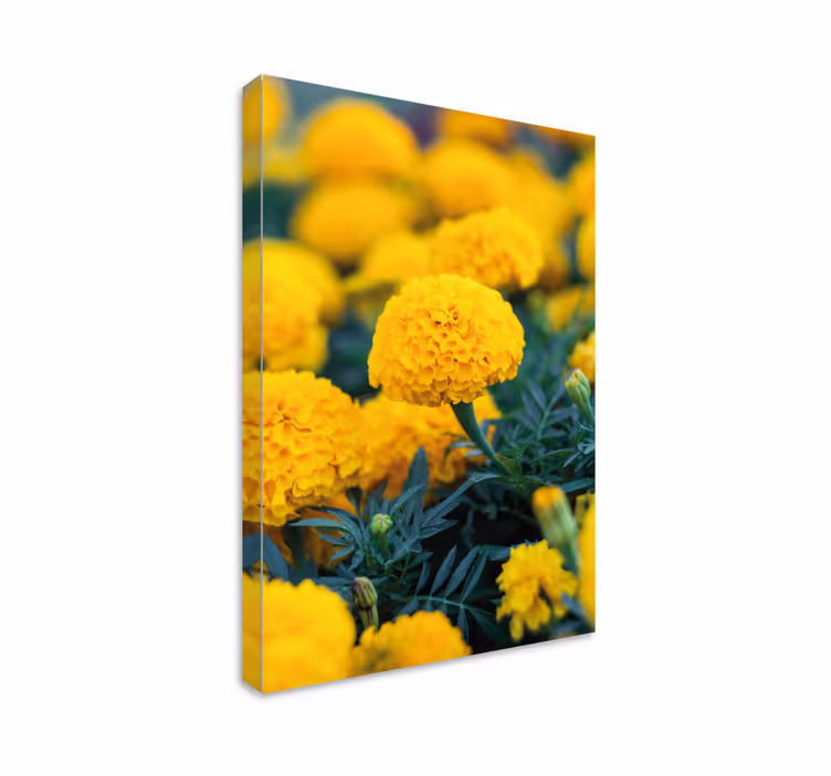 Yellow marigold blooms platno slikanje cvetja - TenStickers