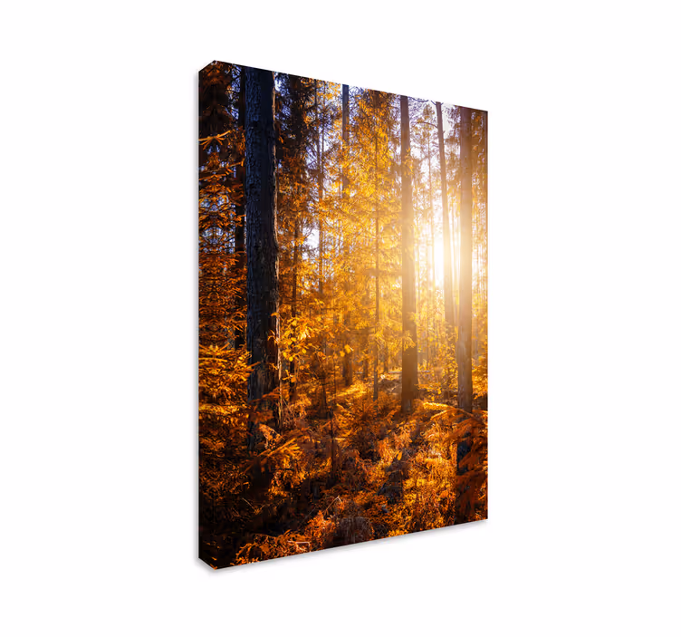 Gozd sonce drevesa pokrajina platno - TenStickers