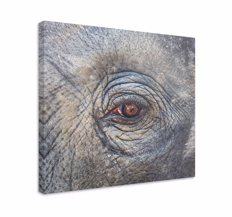 Elephant eye detail olifant slika na platnu - TenStickers