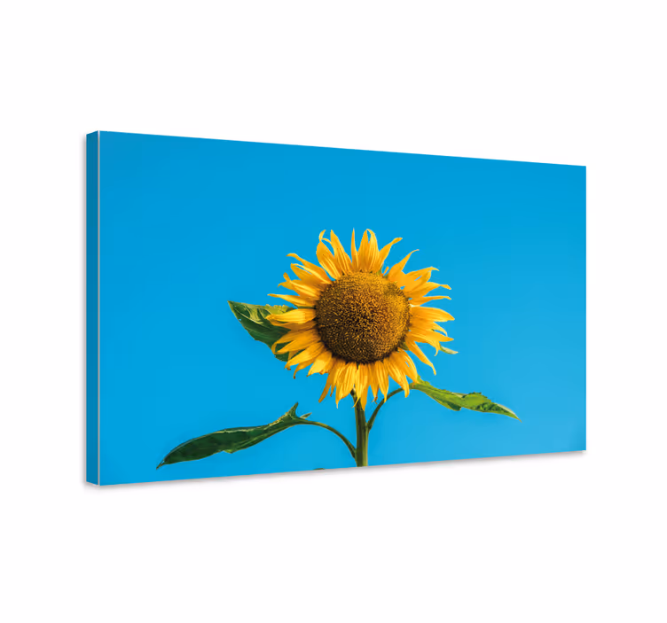 Radiant sunflower blossom slikarsko platno z rožami - TenStickers