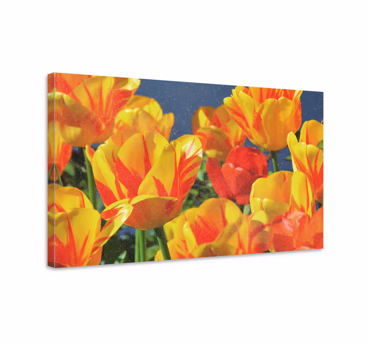 Vibrant tulip blossoms slikarsko platno z rožami - TenStickers