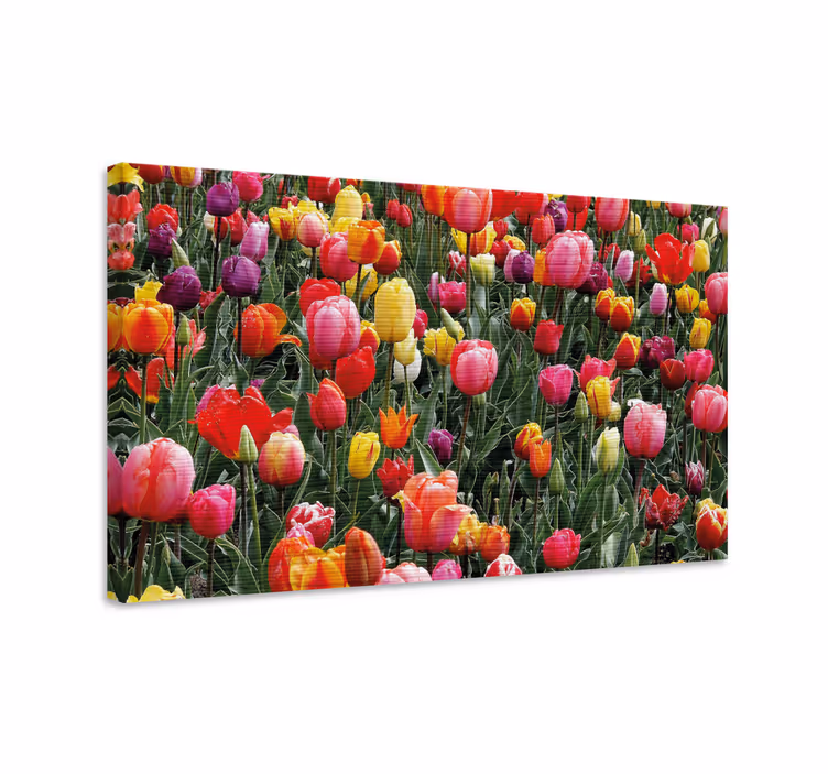 Colorful tulip blooms slikarsko platno z rožami - TenStickers
