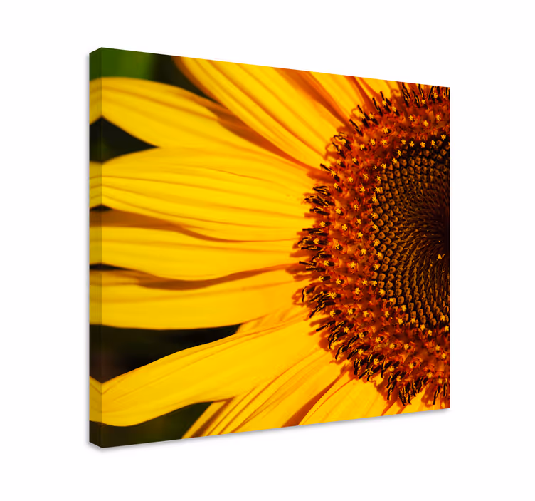 Sunflower petals detail slikarsko platno z rožami - TenStickers
