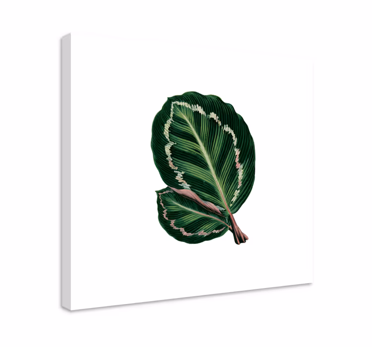 Maranta listi cvetni platno - TenStickers