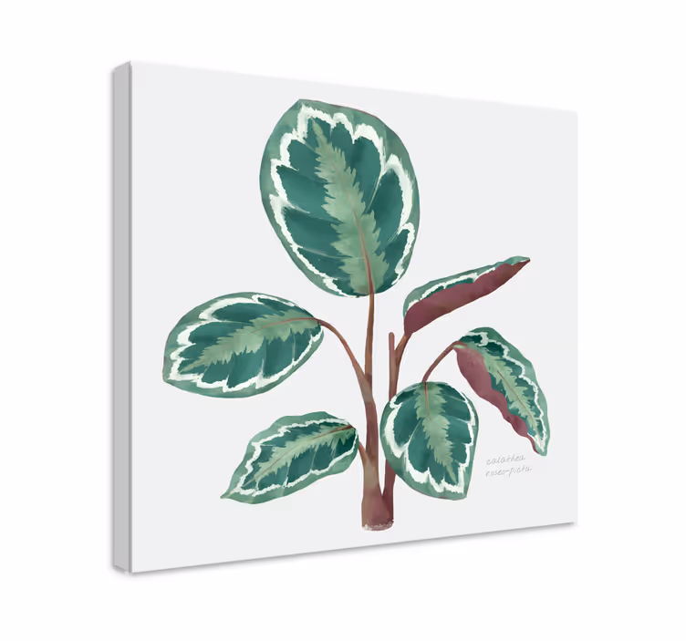 Odtisi platna iz rastline calathea - TenStickers