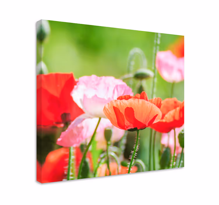 Colorful poppy cluster slikarsko platno z rožami - TenStickers