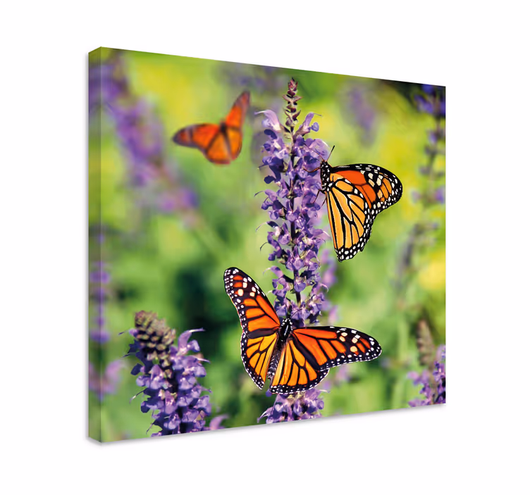 Monarch butterflies gathering čudovito platno - TenStickers