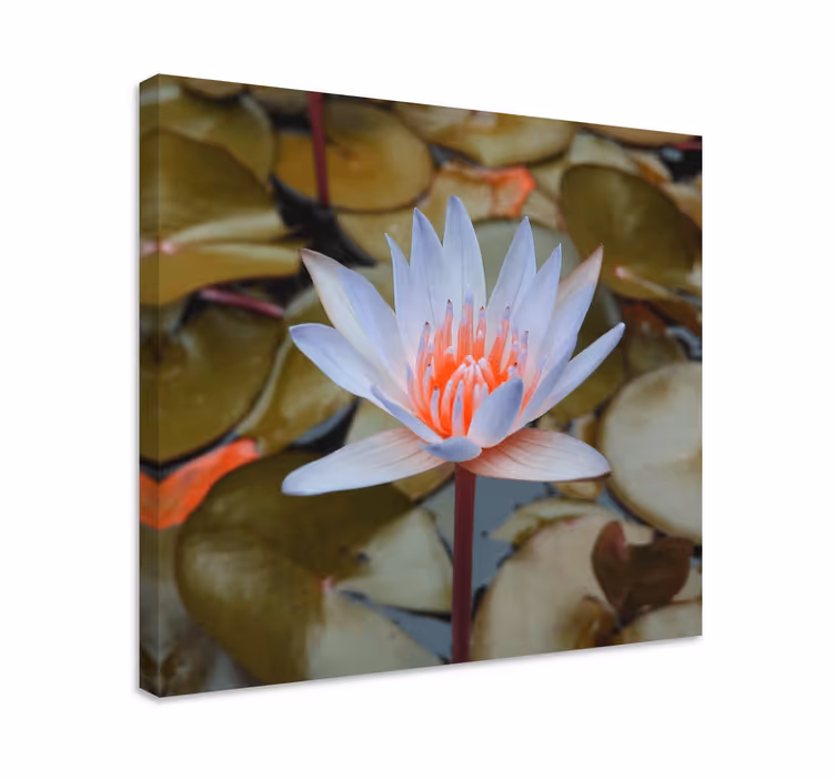 Delicate water lily slikarsko platno z rožami - TenStickers
