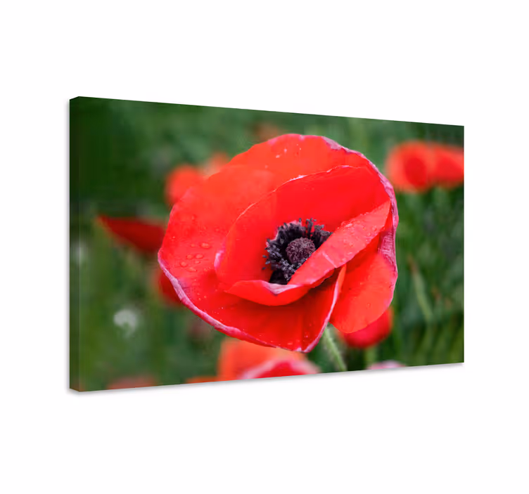 Close-up poppy flower platno slikanje cvetja - TenStickers