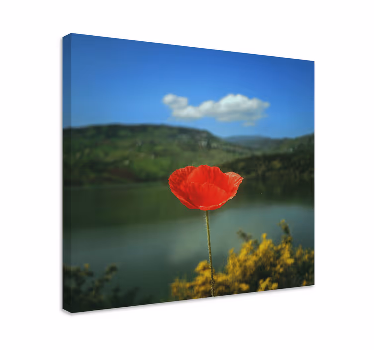 Red poppy blossom slikarsko platno z rožami - TenStickers