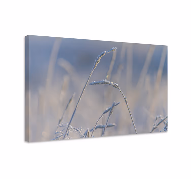 Frosty grass stems slikarsko platno z rožami - TenStickers