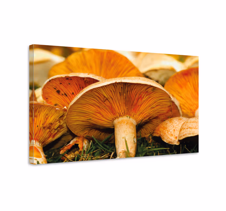 Mushroom details slikarsko platno z rožami in rastlinami - TenStickers