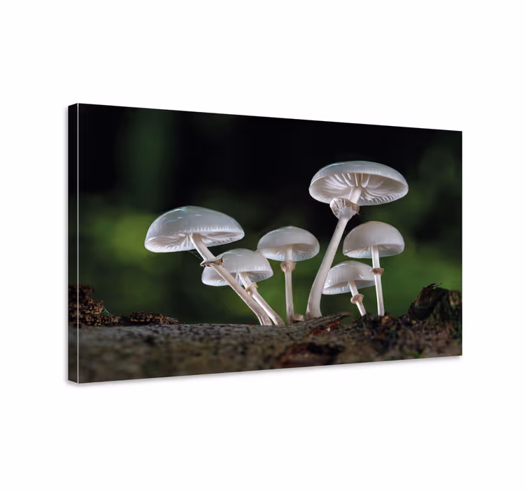 Mushroom forest scene slikarsko platno z rastlinami - TenStickers