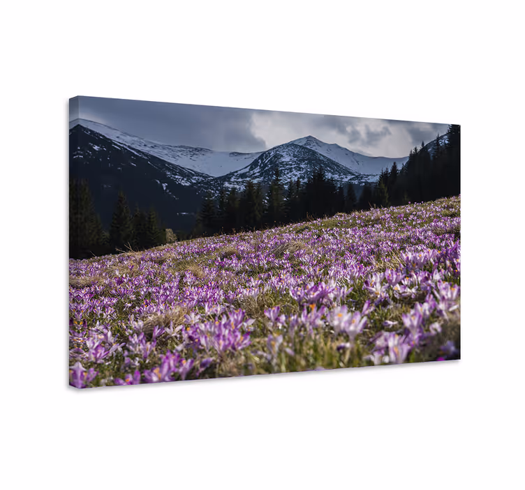 čudovit travnik cvetov crocus cvet platno - TenStickers