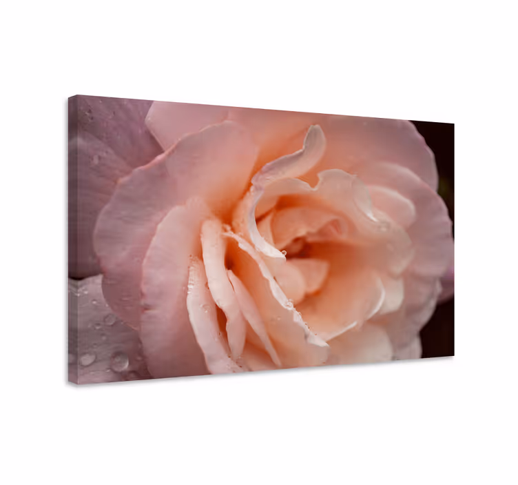 Delicate rose bloom slikarsko platno z rožami - TenStickers