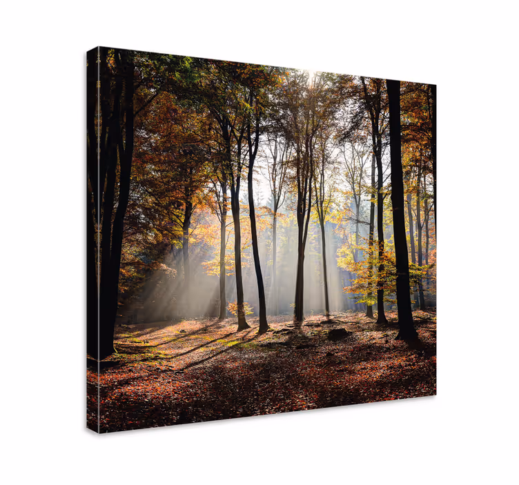 Forest light rays platno slika zemljevidov - TenStickers