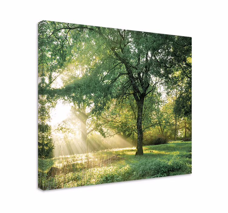 Sunlight through trees platna z enojnim drevesom - TenStickers