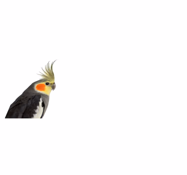 Kakadu papiga živalska preproga - TenStickers