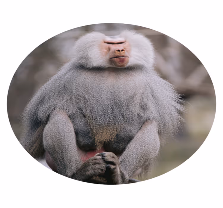 Pavijani mirno sedijo Tepih z živalskim potiskom - TenStickers