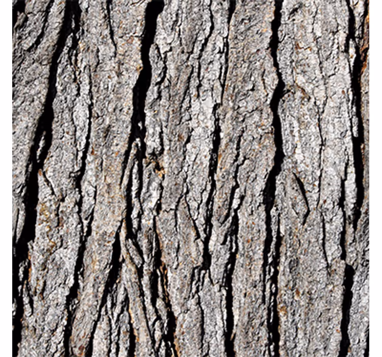Realistic trunk pattern leseno ozadje - TenStickers