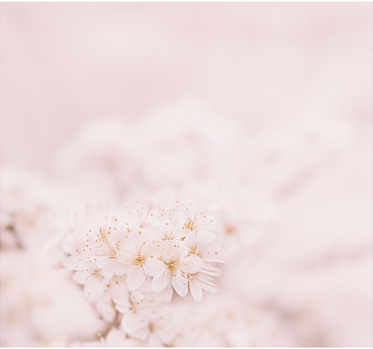 Nežni češnjevi cvetovi rolo zavesa za spalnico - TenStickers