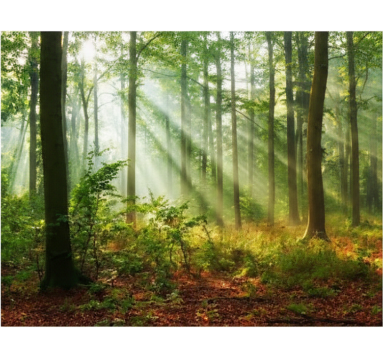 Naravna svetloba v gozdu gred rolo senčilo - TenStickers