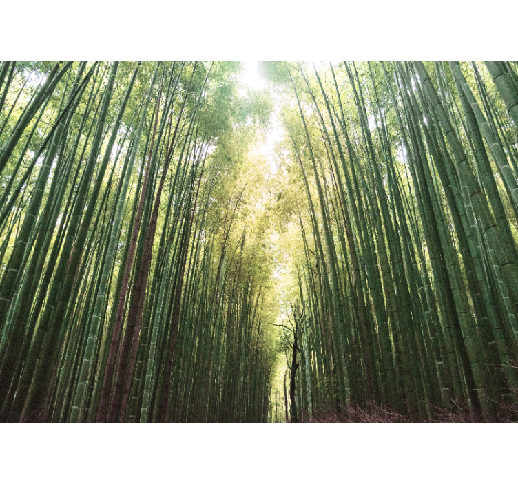 Rolo zavesa za dnevno sobo bambusov gozd zen - TenStickers