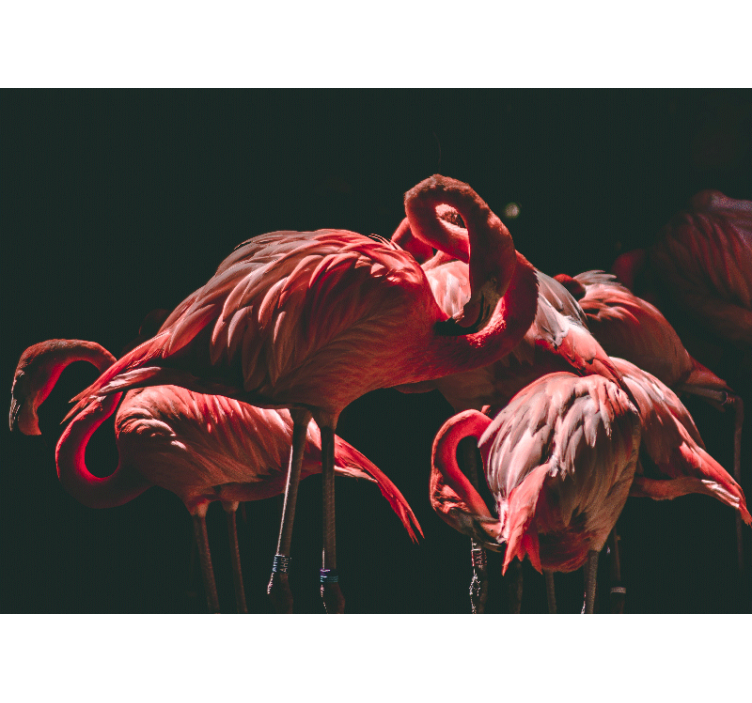 Rolo zavesa za dnevno sobo z rožnatimi flamingi - TenStickers