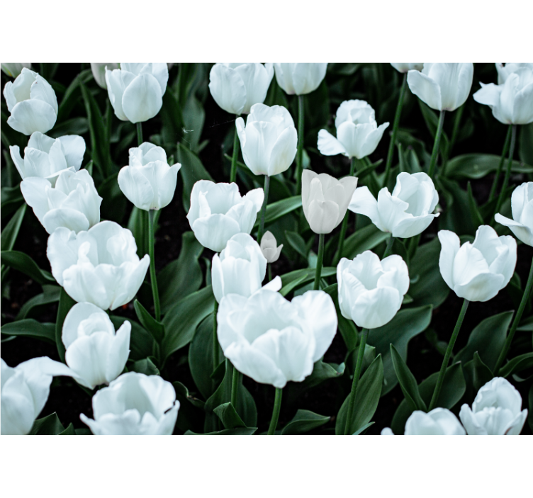 Rolo zavesa za dnevno sobo bele tulipane - TenStickers