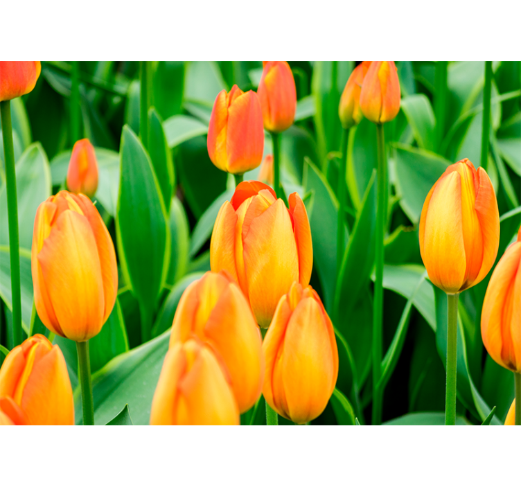 Rolo zavesa za dnevno sobo oranžni tulipani - TenStickers
