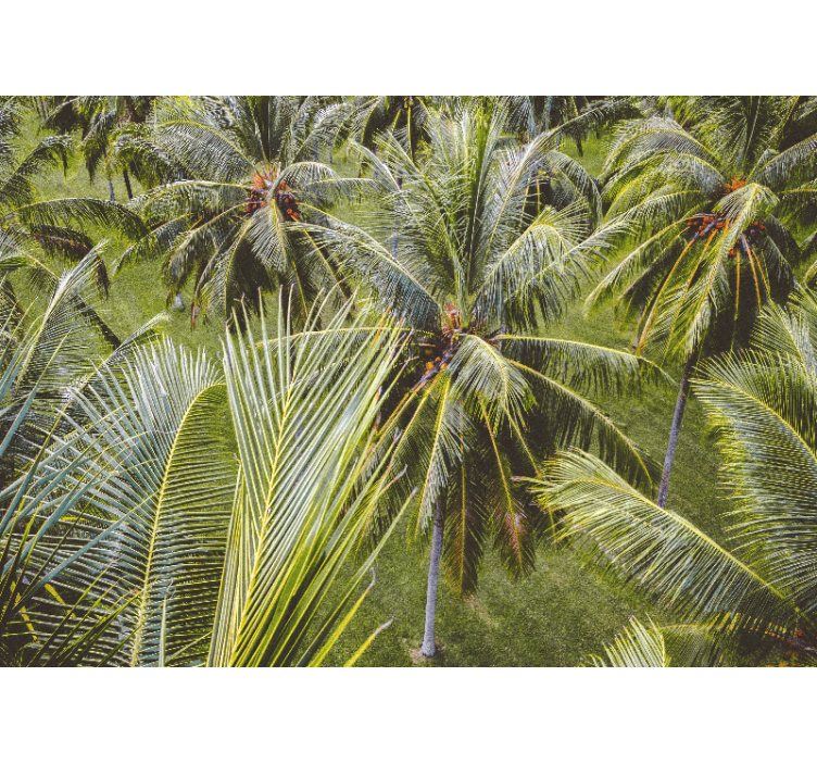 Rolo zavesa za dnevno sobo pokrajina tropskih palm - TenStickers