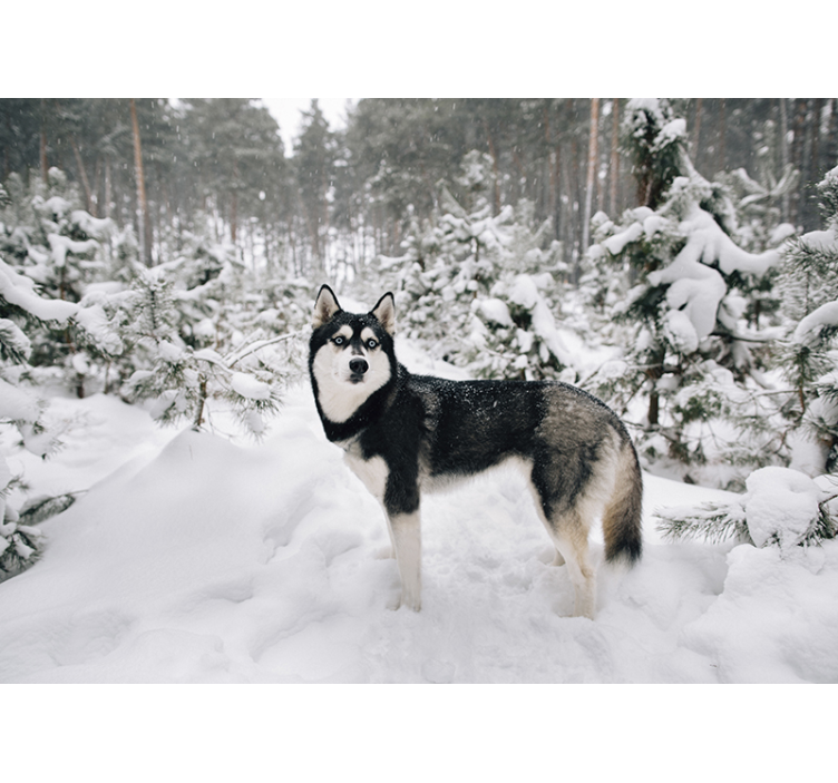Bela rolo zavesa zimska gozdna pokrajina in husky - TenStickers