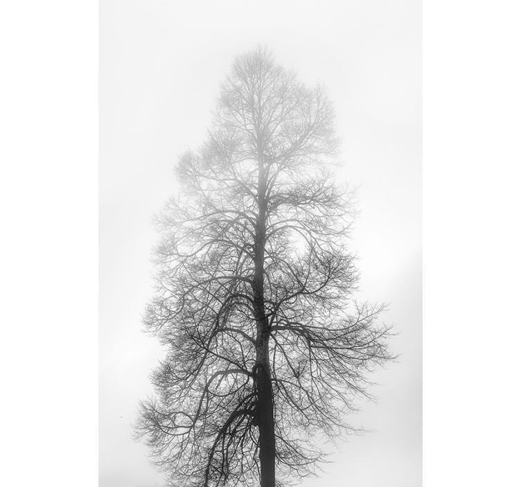 Siva luska na drevesu - TenStickers