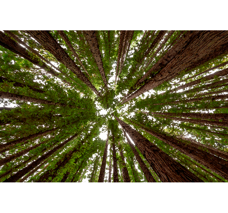 Visoka zasnova nadstreška gred rolo senčilo - TenStickers