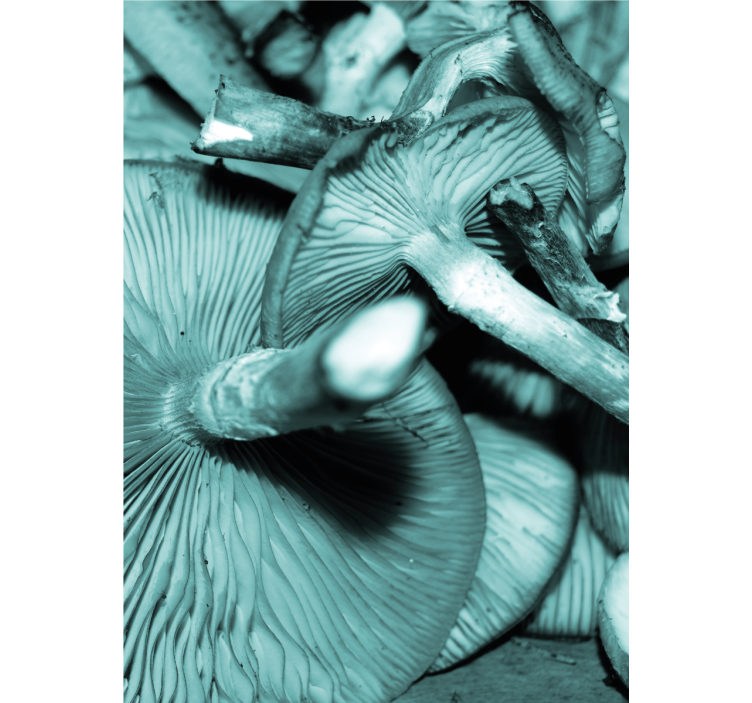 Modre ostrige škrge Roletne slika - TenStickers