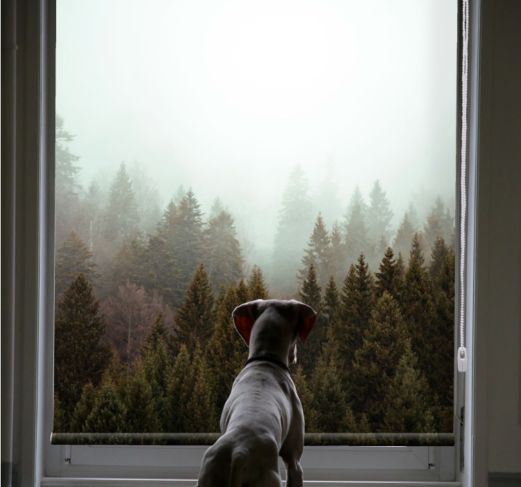 Iglavci gozd in megla dnevna soba Roletne - TenStickers