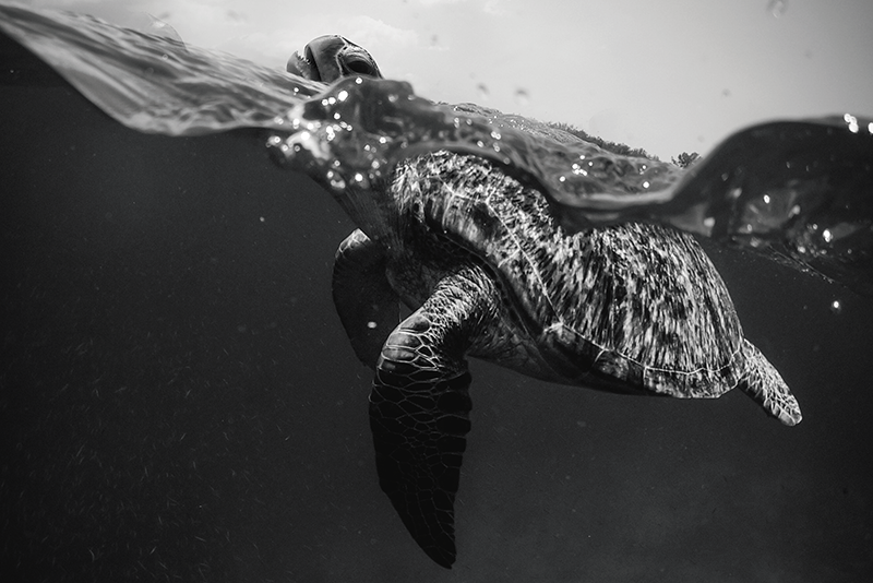 Enobarvne želve plavajoče črne platišča - TenStickers