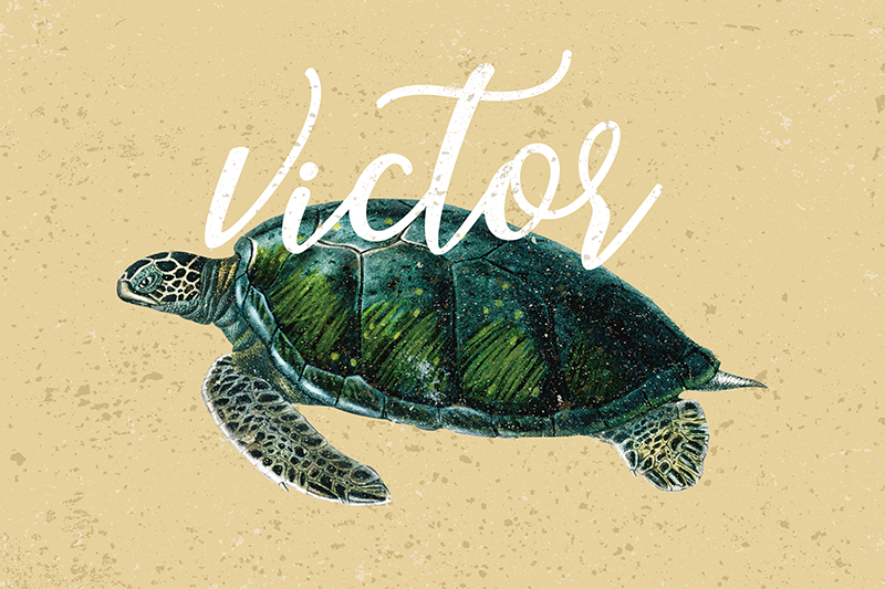 Morska želva z imeni želve - TenStickers