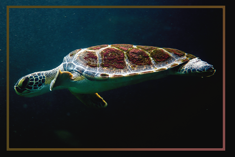 Turtle aquatic landscape izvirna jedilna podloga - TenStickers